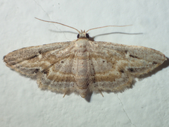 Araeopteronini
