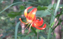 Lilium distichum