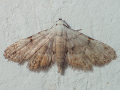 Araeopteronini