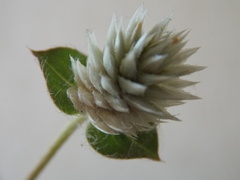 Gomphrena nitida