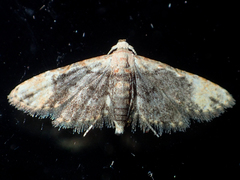 Araeopteronini