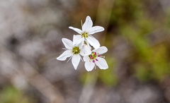Eremogone tschuktschorum
