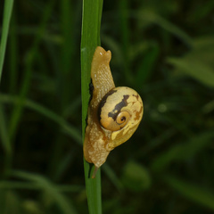 Sheldonia