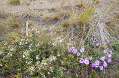 Eremogone tschuktschorum