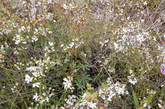 Eremogone tschuktschorum