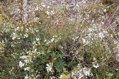 Eremogone tschuktschorum