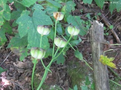 Lilium distichum