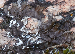 Umbilicaria muhlenbergii