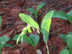 Polygonatum odoratum