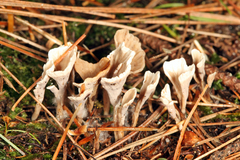 Thelephora multipartita