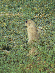 Spermophilus xanthoprymnus