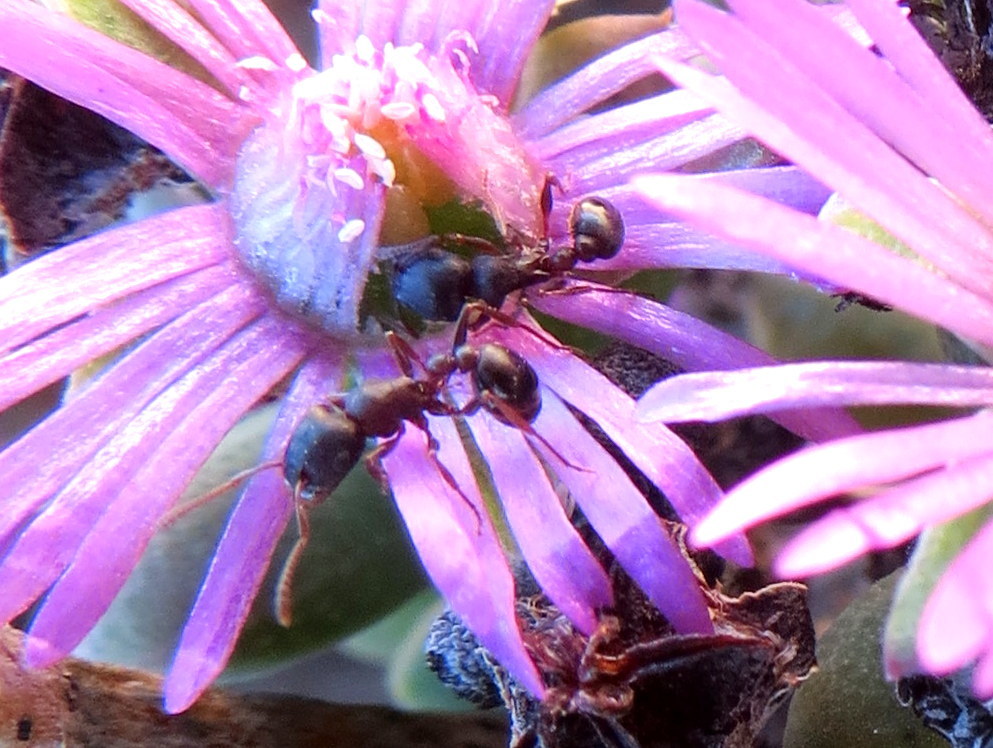 Tetramorium signatum