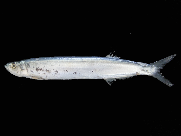 Dorab Wolf-Herring