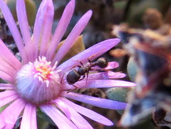 Tetramorium signatum