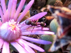 Tetramorium signatum