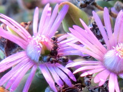 Tetramorium signatum