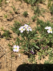 Dontostemon integrifolius