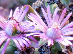 Tetramorium signatum