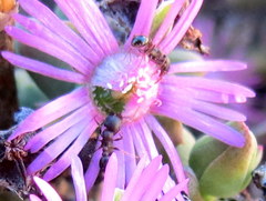 Tetramorium signatum