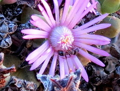 Tetramorium signatum