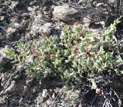 Smicrostigma viride
