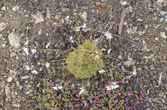 Eremogone tschuktschorum