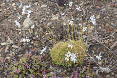 Eremogone tschuktschorum