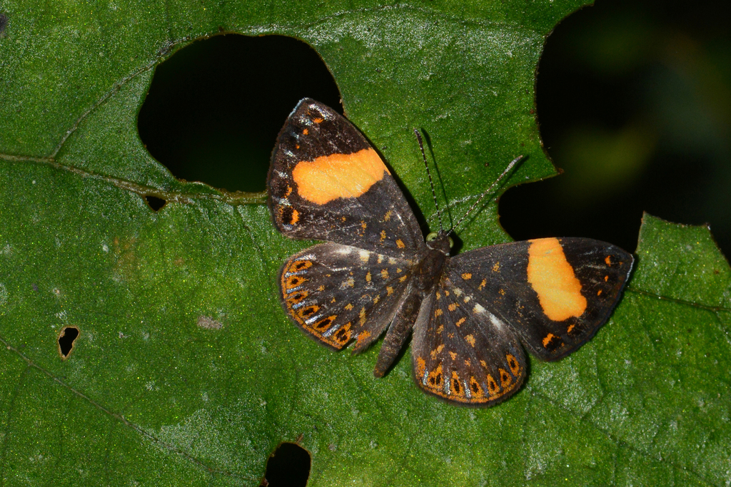 Cariomothis erotylus