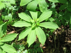 Paris verticillata