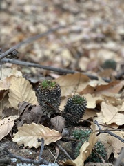Mammillaria karwinskiana karwinskiana