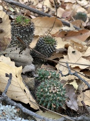 Mammillaria karwinskiana karwinskiana