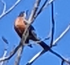 Quiscalus major