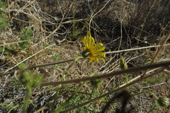 Osteospermum microcarpum