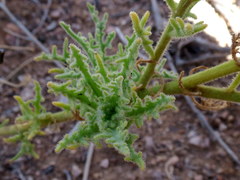 Osteospermum microcarpum