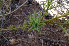 Osteospermum microcarpum
