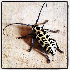 Plectrodera scalator