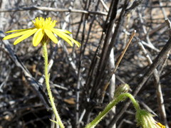 Osteospermum microcarpum