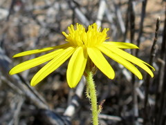 Osteospermum microcarpum