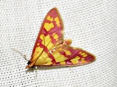 Stenochora lancinalis