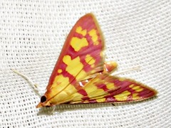 Stenochora lancinalis