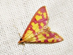 Stenochora lancinalis