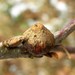 Andricus glutinosus - Photo (c) romanvrbicek, some rights reserved (CC BY-NC), uploaded by romanvrbicek