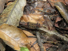 Gymnelia