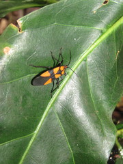 Oncopeltus varicolor varicolor