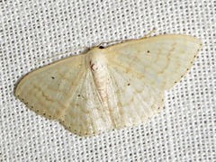 Scopula spoliata
