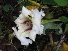 Solandra grandiflora