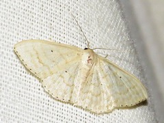 Scopula spoliata