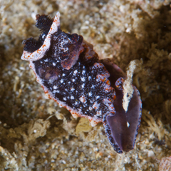 Polycera parvula