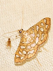 Nausinoe