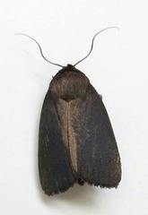 Amphipyra livida